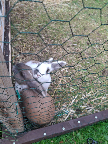2 x male rabbits