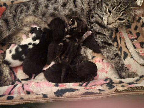 Kittens for sale