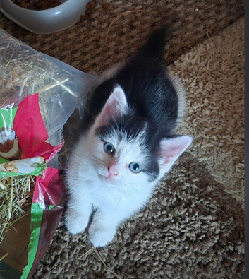 Beautiful kittens for sale, ready now!