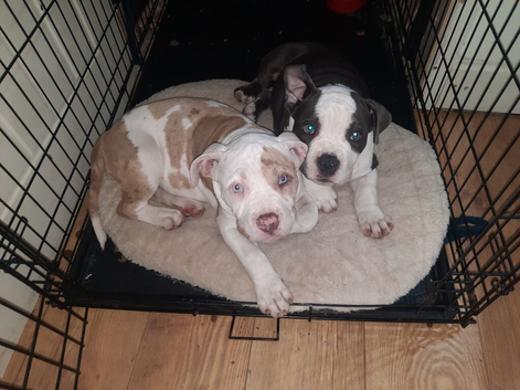 ABKC registered pocket bullies