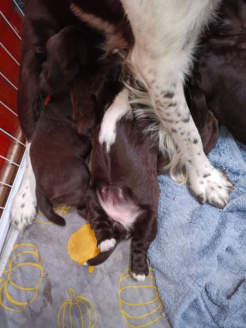 Sproker spaniels