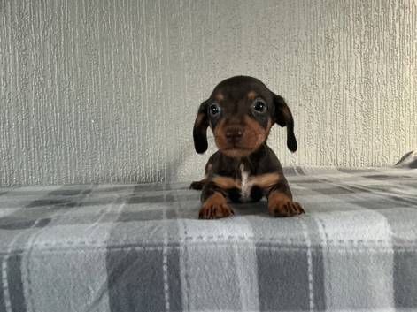 Jackshund
