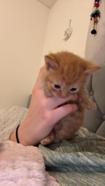 Kittens