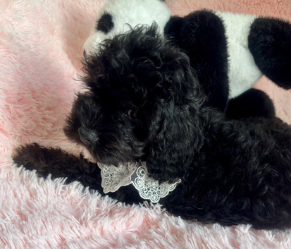 F1 cavapoo babies