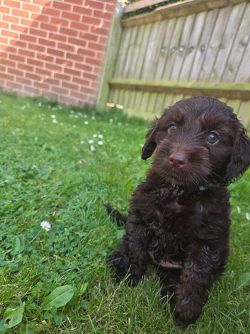 7 week old F2 chocolate cockapoo puppies