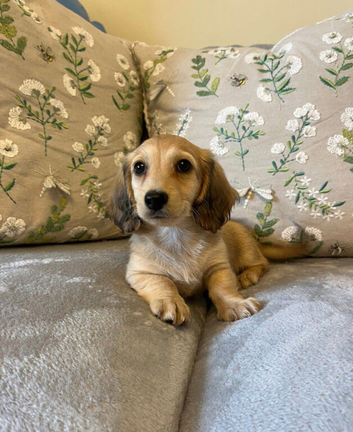 Beautiful Miniature Dachshund Puppies