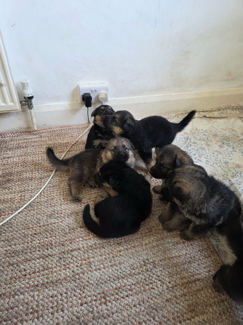 German Shepherds