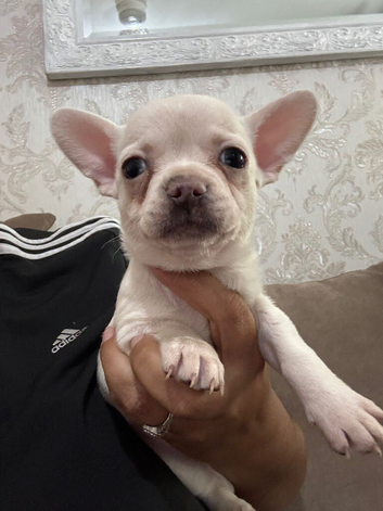 Chihuahua x