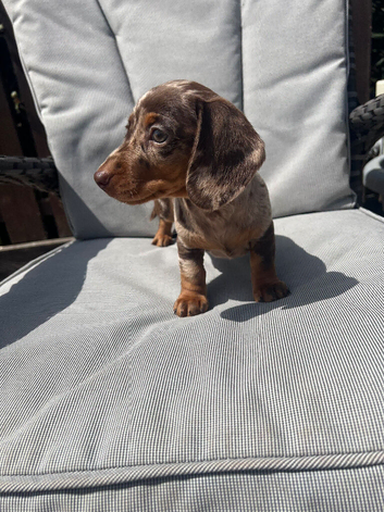 Miniature dachshunds puppies