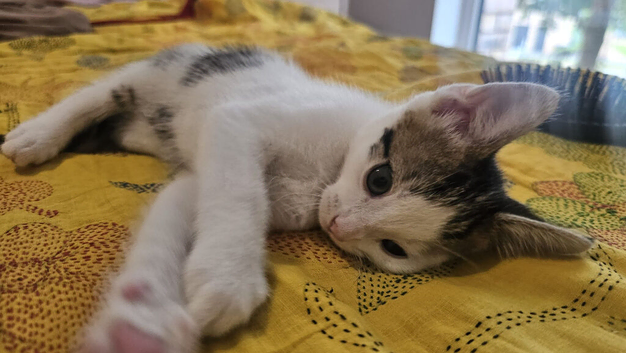 Gorgeous male kitten