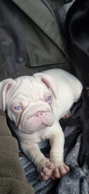 Frenchi puppy for sale