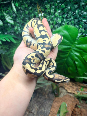 Yellow Belly Fire Desert Ghost Royal Python at Birmingham Reptiles