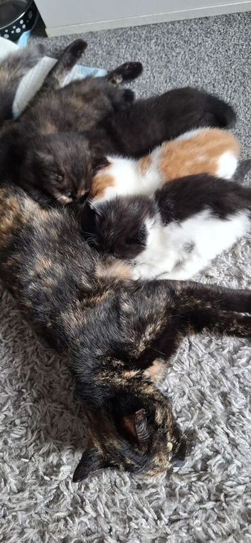4 beautiful kittens