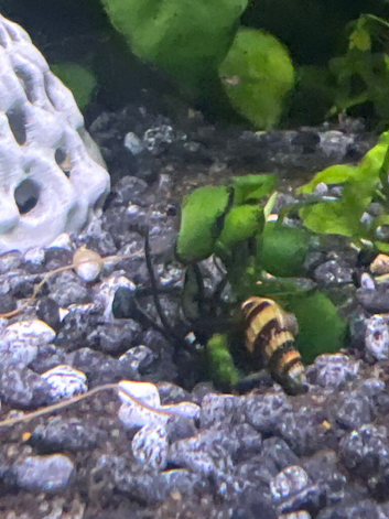 Assassin snails
