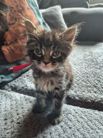 Maine coon kittens