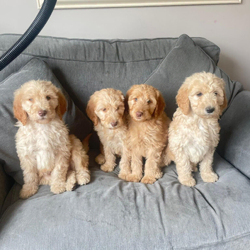 11 beautiful f1b Irish doodles (4 left)