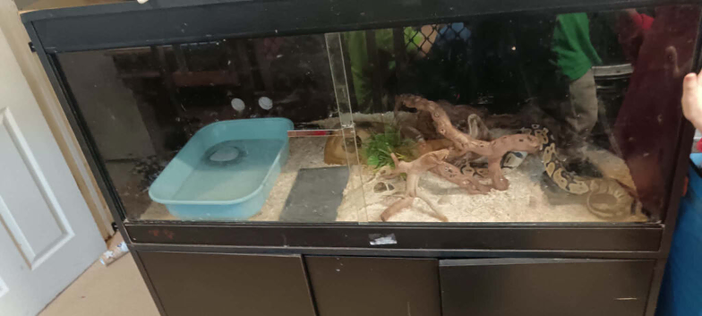 I have a lovely boa for sale with vivarium