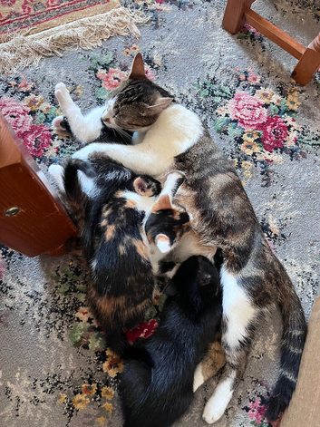 5 beautiful kittens available
