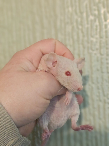 Dumbo Baby Rats ~ Rex & Double Rex