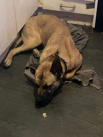 German shepherd cross cane corso