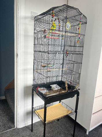 Budgie & cage