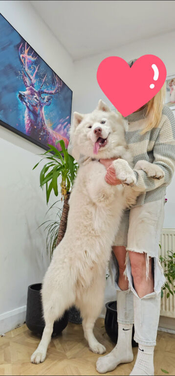 Wooly Siberian Husky