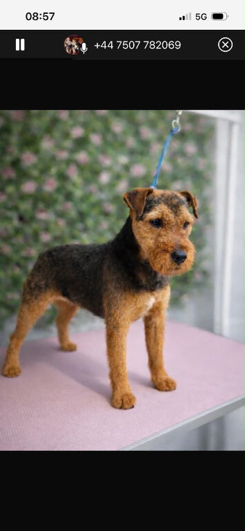 18 months old Lakeland terrier