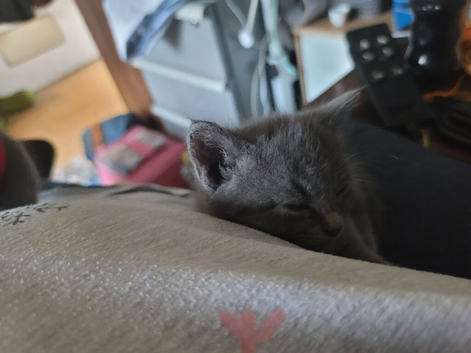 Russian blue x kittens