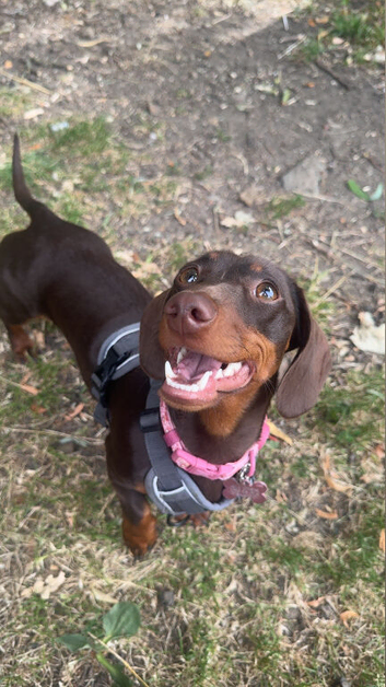 Female Tan and Brown Dachshund - 1 Years Old