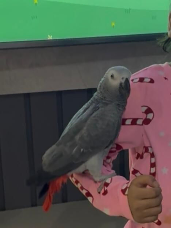 3 years old very friendly African grey