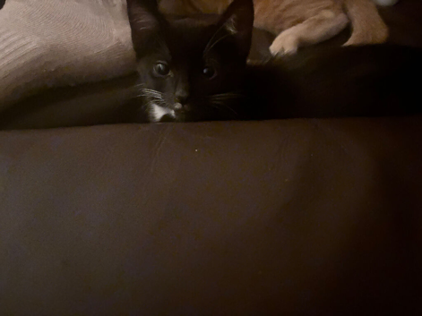 Kittens for sale