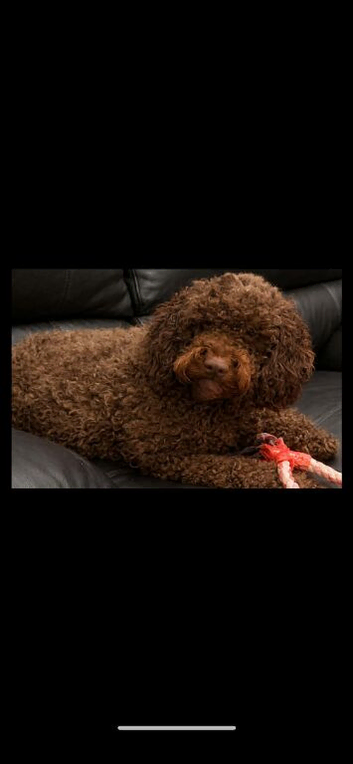 Cockerpoo Stud