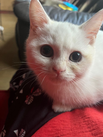 Last white female BSH kitten