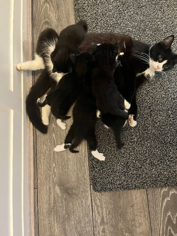 Tuxedo kittens