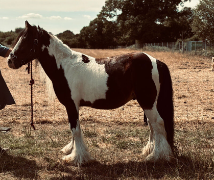 Kind Loving Mini Cob