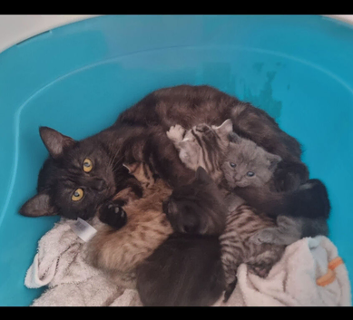 2 striped kittens