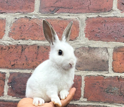 8 week old rabbit in Sheffield