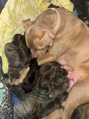 Puppies looking for their forever home