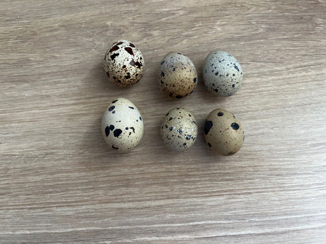 Japenese hatching eggs