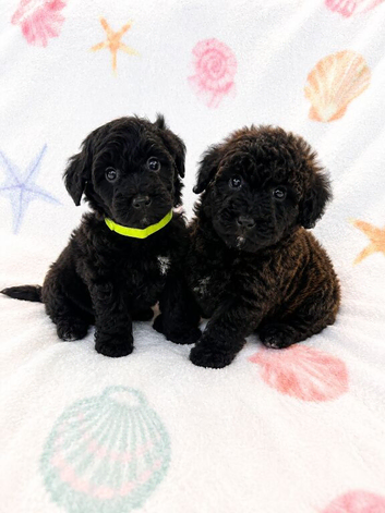 Stunning yorkiepoo puppies