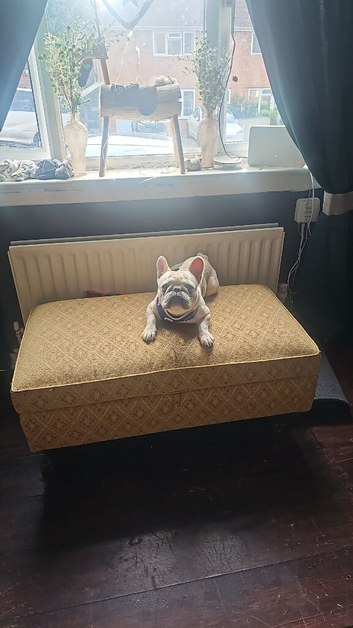 Male french bulldog