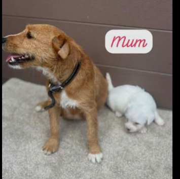 Jack Russel puppies