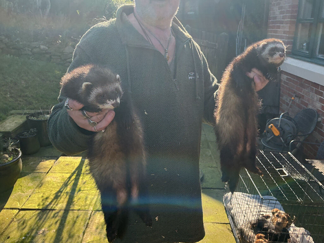 Polecats and ferrets for sale