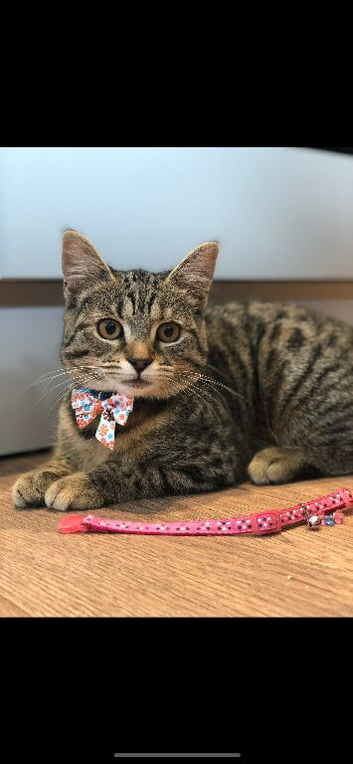 Family pet for rehoming