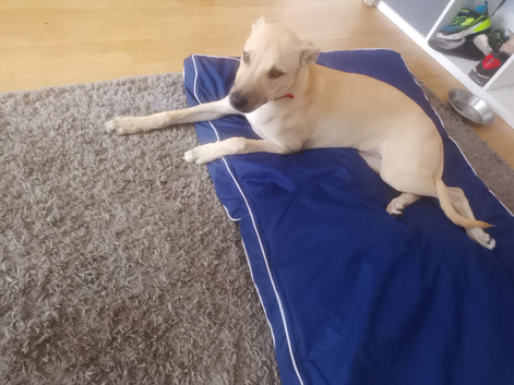 Lurcherxstaffie pup