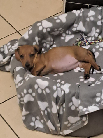 Miniature dachshund girl pra clear