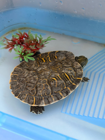 Yellow strips turtle