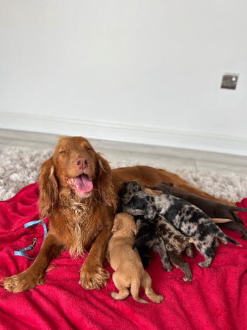 Cocker spaniel puppy&rsquo;s