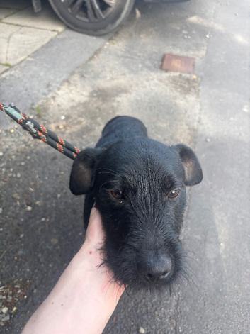 patterdale terrier