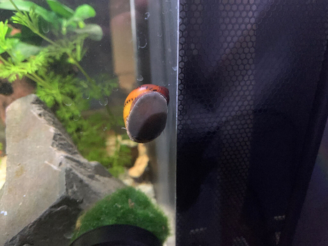 Nerite Snail needs rehoming free
